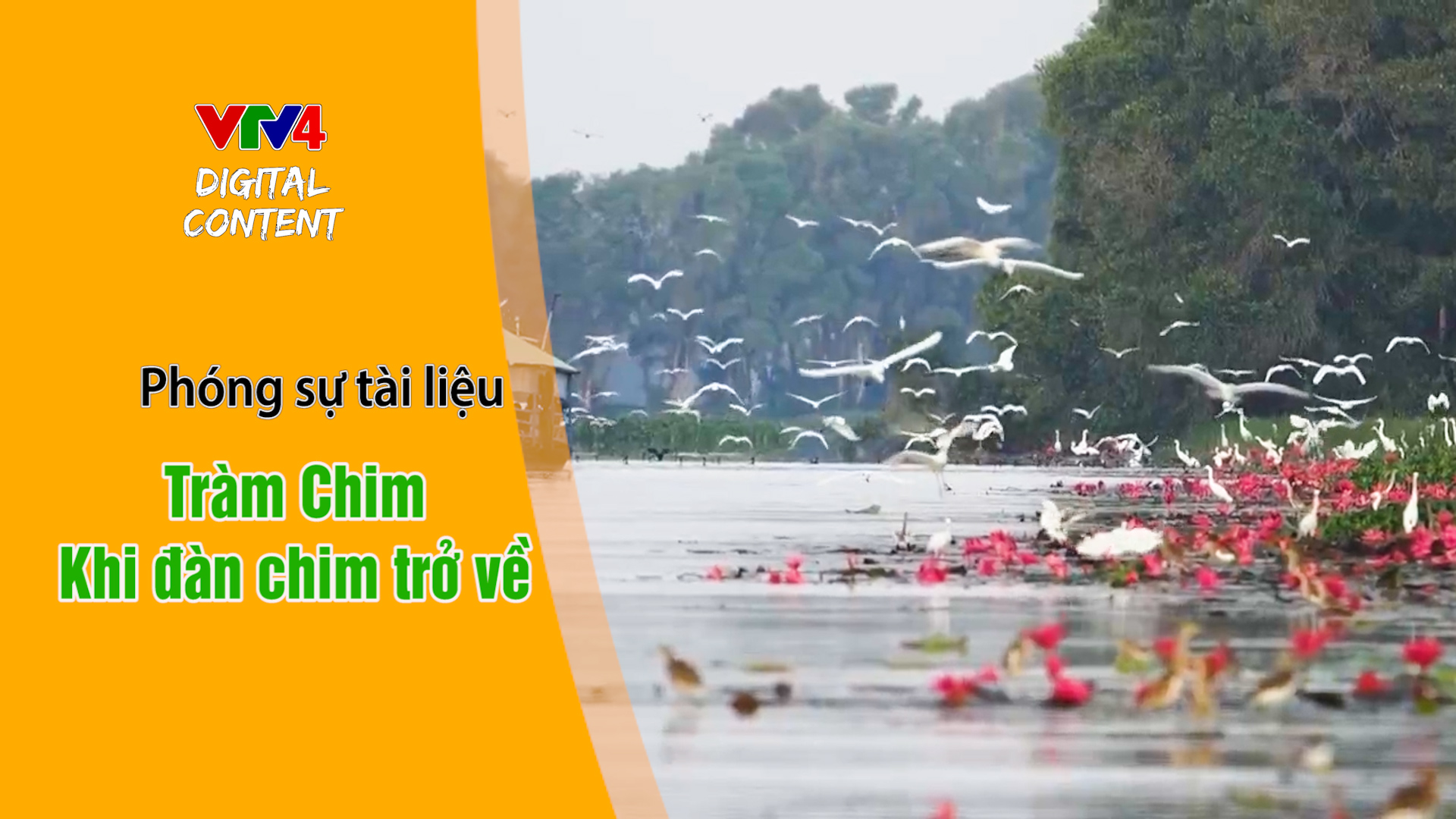 Tràm chim - khi đàn chim trở về